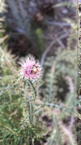 Hunt's Bumble Bee photographed in Nevada