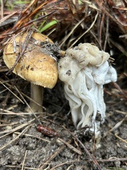 Helvella vespertina