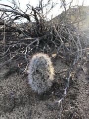 Mammillaria tetrancistra