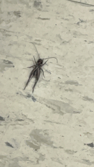 Gryllodes sigillatus