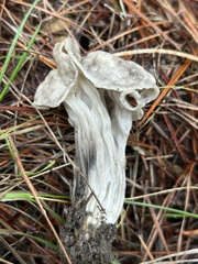 Helvella vespertina