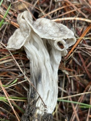 Helvella vespertina