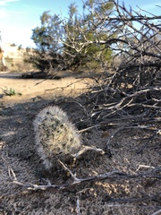 Mammillaria tetrancistra