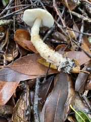 Lepiota spheniscispora