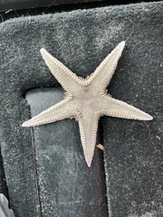Astropecten armatus