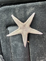 Astropecten armatus