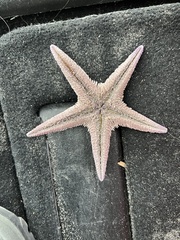 Astropecten armatus