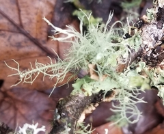 Usnea intermedia