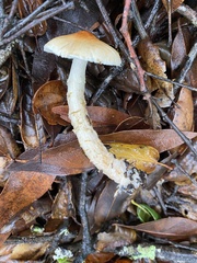 Lepiota spheniscispora