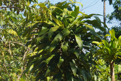 Dracaena fragrans