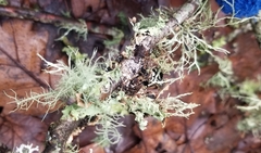 Usnea intermedia