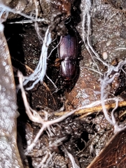 Pterostichus angustus