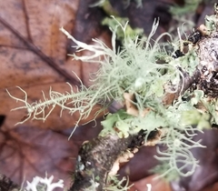 Usnea intermedia