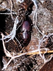 Pterostichus angustus
