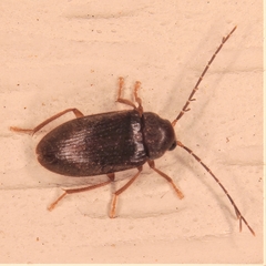 Ptilodactylidae