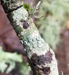 Lecanora caesiorubella