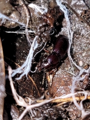 Pterostichus angustus