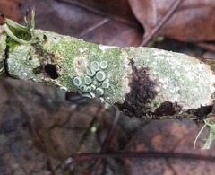 Lecanora caesiorubella