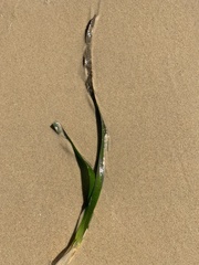 Posidonia australis