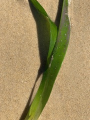 Posidonia australis