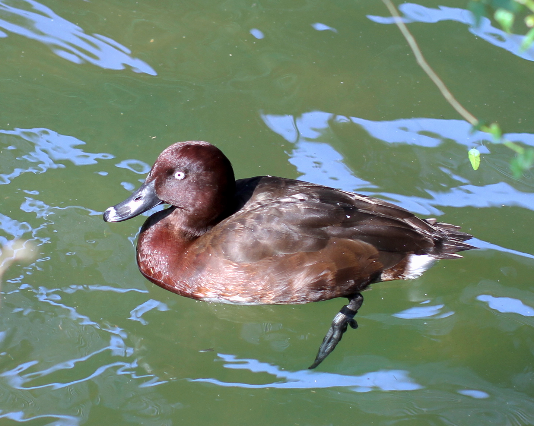 Madagascar Pochard illustration