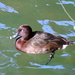 Madagascar Pochard - Photo (c) Phil Boyle, some rights reserved (CC BY-NC), uploaded by Phil Boyle
