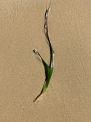 Posidonia australis