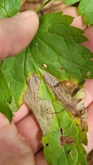 Phytomyza actaeivora