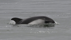 Sagmatias australis