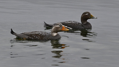 Tachyeres patachonicus