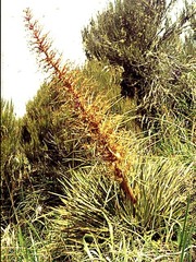 Aciphylla colensoi