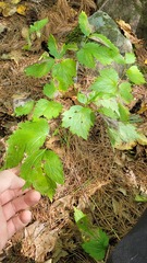 Phytomyza actaeivora