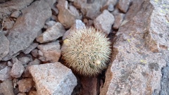 Mammillaria densispina