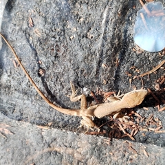 Anolis nebulosus
