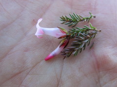 Erica daphniflora daphniflora