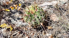 Ferocactus histrix