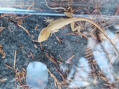 Anolis nebulosus