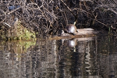 Pseudemys peninsularis