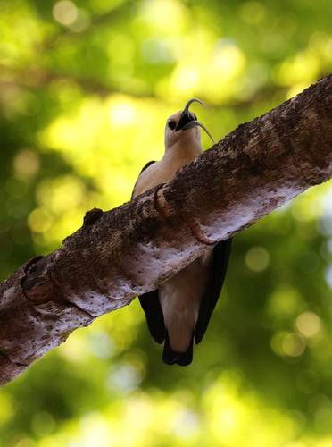 Sickle-billed Vanga