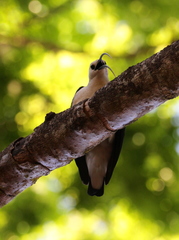 Sickle-Billed Vanga photo 5