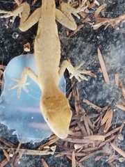 Anolis nebulosus