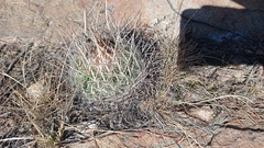 Echinofossulocactus