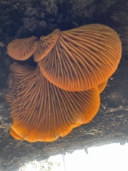 Omphalotus olivascens