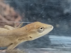 Anolis nebulosus
