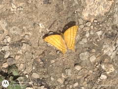 Marpesia harmonia