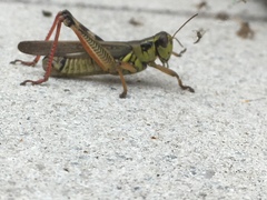 Melanoplus femurrubrum