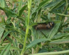 Dysschema leucophaea