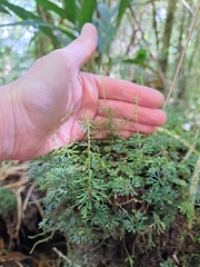 Elaphoglossum peltatum