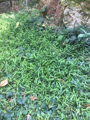 Ottochloa gracillima