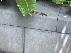 Concinnia tenuis